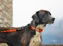 axaeco-action-collar-actionleash-02.webp