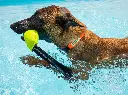 axaeco-action-collar-pippen-underwater-02.webp