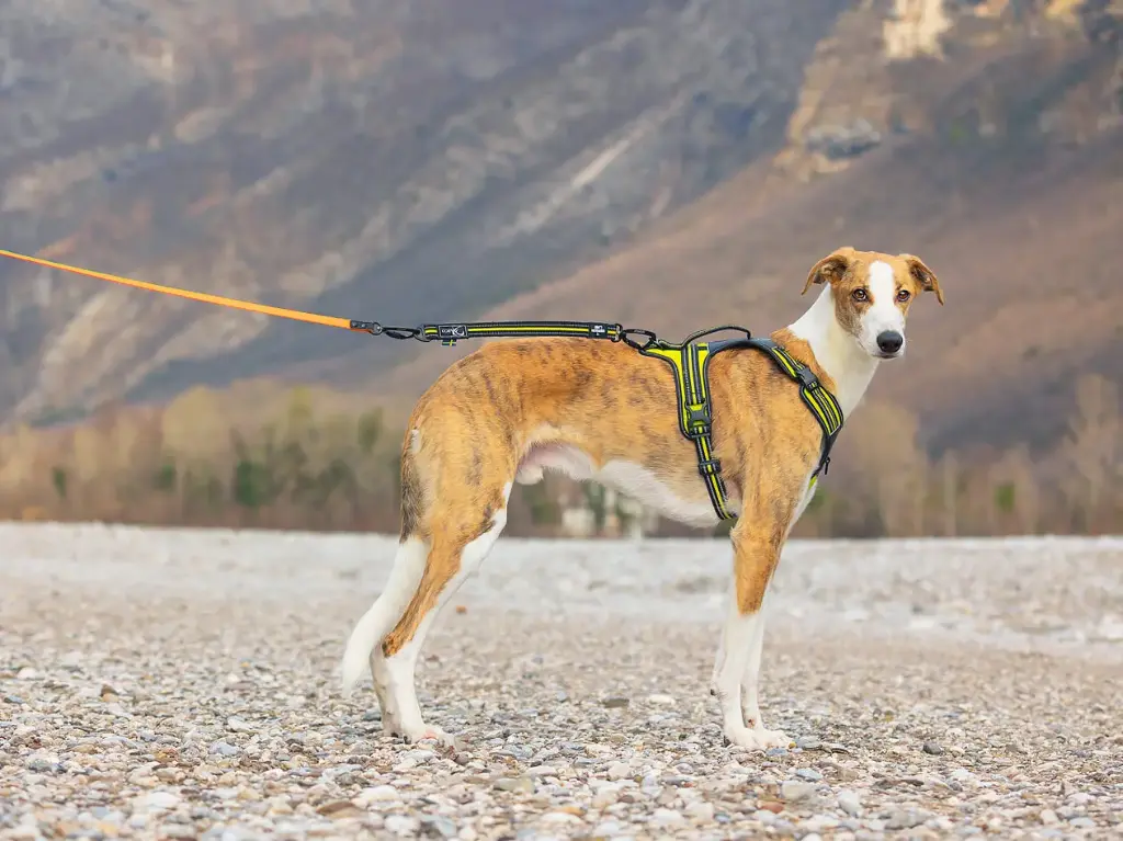 axaeco-action-leash-harness4seasonpower.webp