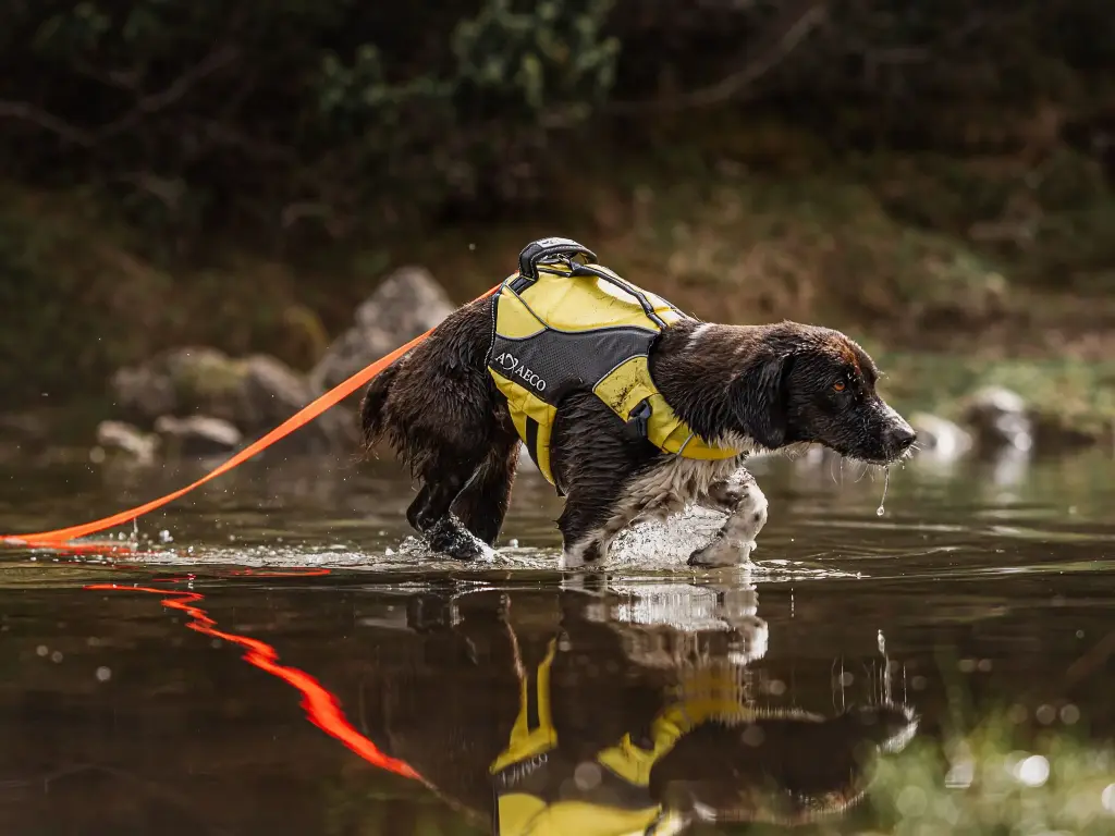 axaeco-action-leash-aquadoglifejacket-01-scaled.webp